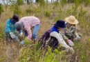 Members of the Lutana Woodland Group Activity thinning Prickly Box.